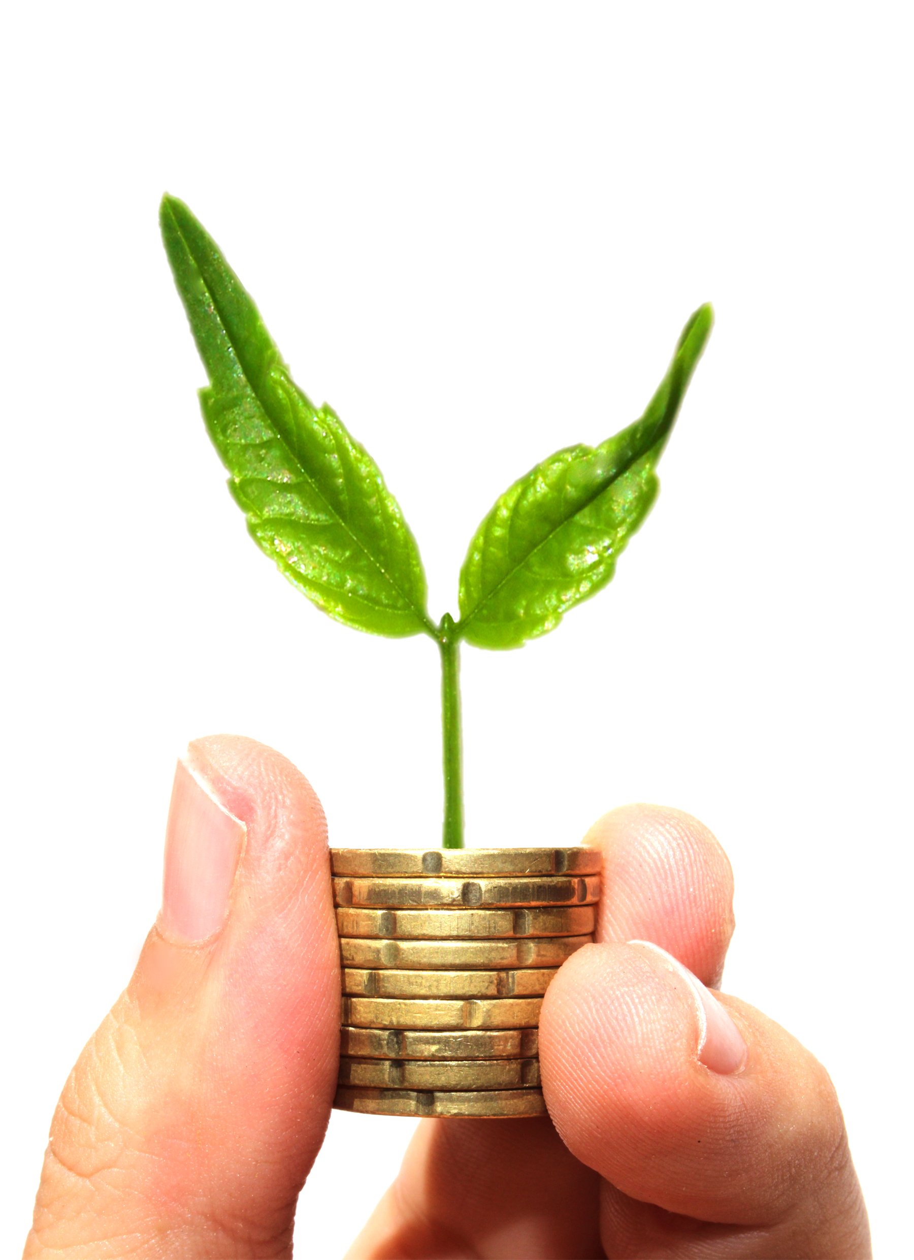 Sprout on coins - Asset growth concept